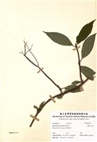 藏品(狹瓣八仙花)的圖片